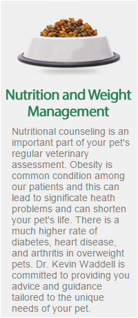 alternative therapies