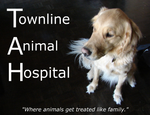 Townline Animal Hospital - where animals get treated like family