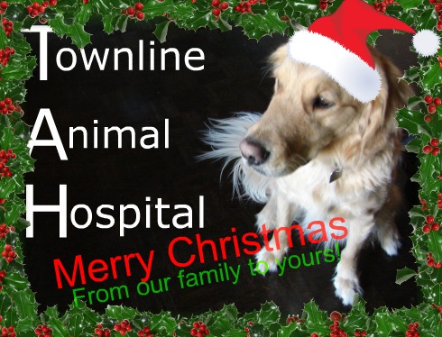 Townline Animal Hospital - where animals get treated like family